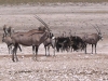 Etosha 2 044
